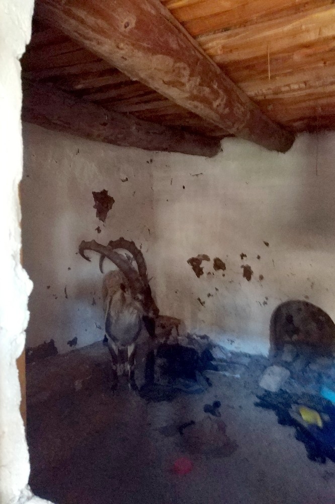 Yayla Evinde Mahsur Kalan Yaban Keçisini Kurtardılar