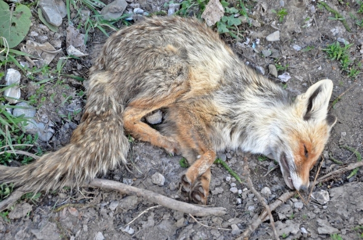 Arıların Soktuğu Tilkiyi Muhtar Korumaya Aldı