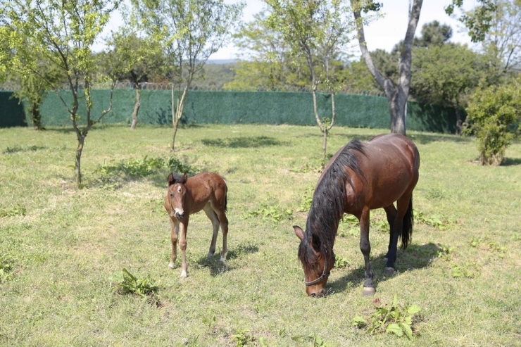 Yavru Taya İsmini İlçe Halkı Sosyal Medya Üzerinden Koydu