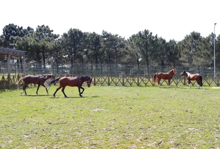 Yavru Taya İsmini İlçe Halkı Sosyal Medya Üzerinden Koydu
