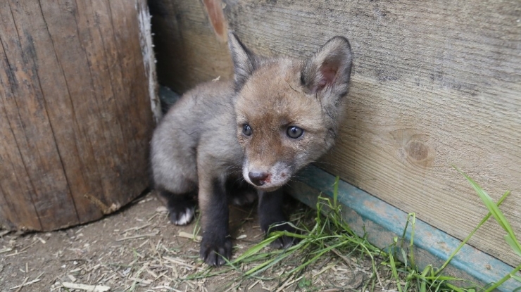 Sahipsiz Kalan Çakal Ve Tilki Yavrularına Köpek Sahip Çıktı