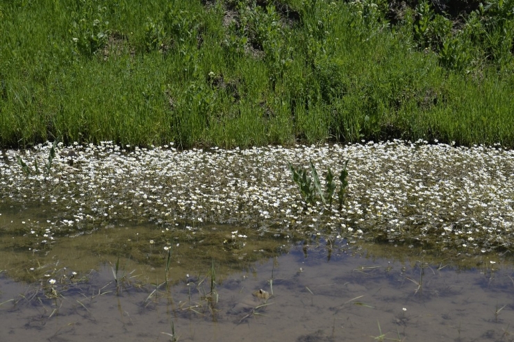 Muş Ovası’ndaki Çiçekler Gökkuşağını Andırıyor