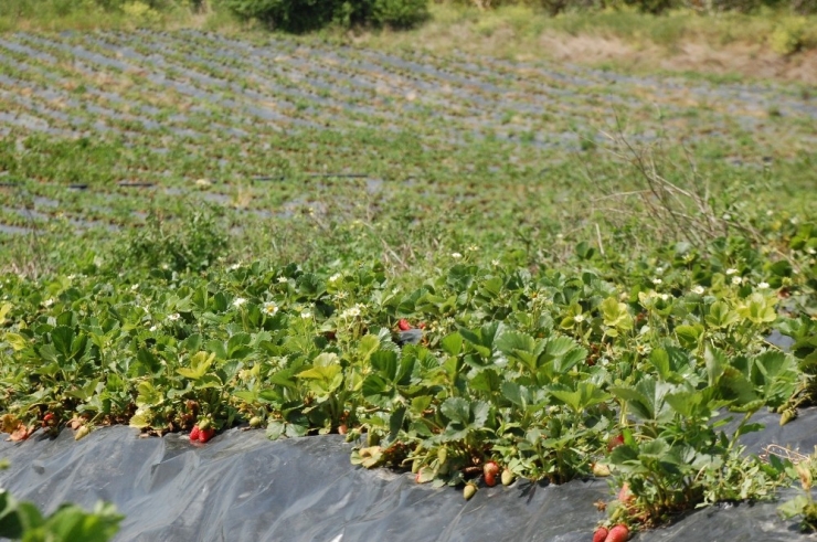 Hobi Olarak Başlamıştı, Şimdi Siparişlere Yetişemiyor