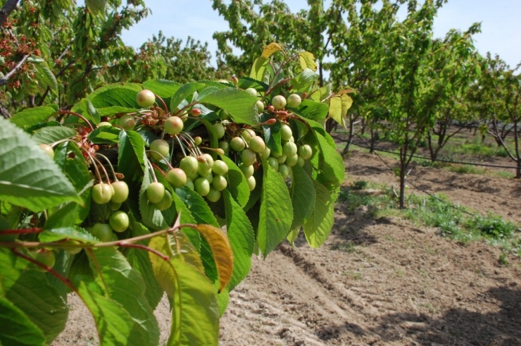 Hobi Olarak Başlamıştı, Şimdi Siparişlere Yetişemiyor
