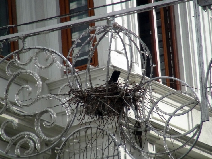 - Taksim İstiklal Caddesi’nin Göbeğindeki İlginç Kuş Yuvası