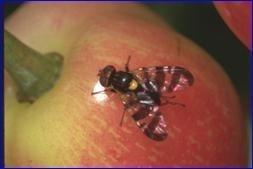 Üreticiler Kiraz Sineğine Karşı Uyarıldı